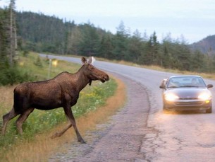 Животные на дорогах. Что нужно знать мостовчанам, чтобы быть предельно внимательными за рулём автомобиля