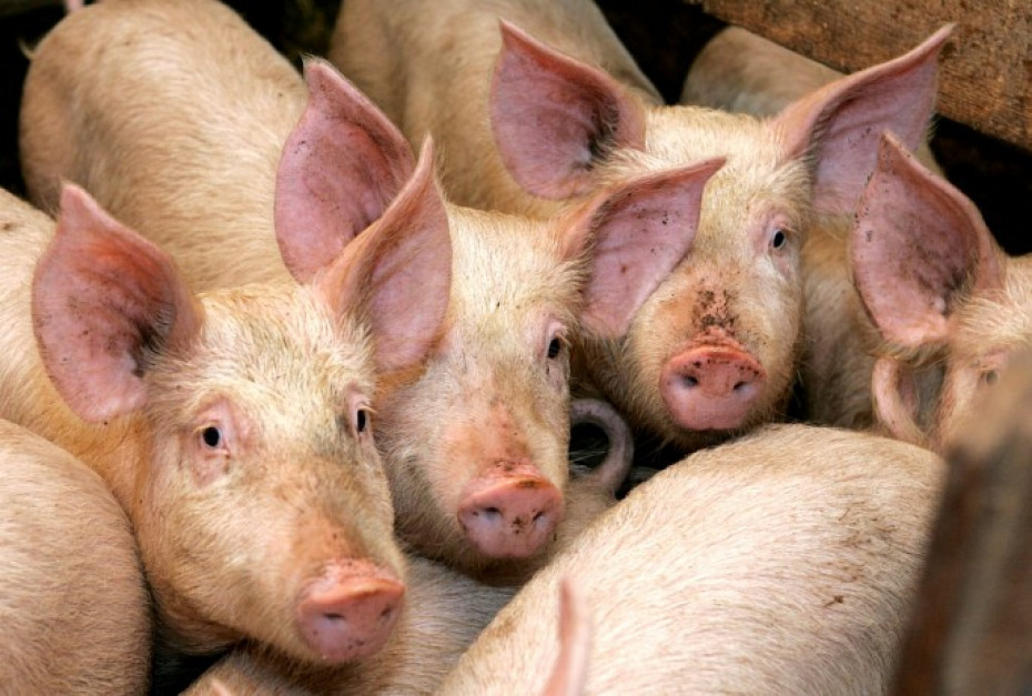К сведению мостовчан: африканская чума свиней