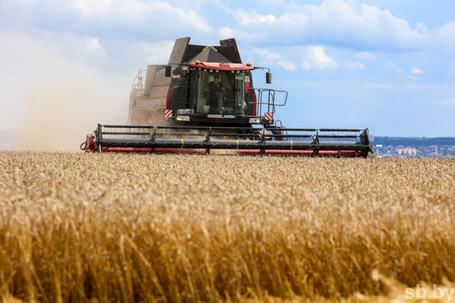 Уборка зерновых колосовых и зернобобовых культур в Гродненской области выходит на финишную прямую