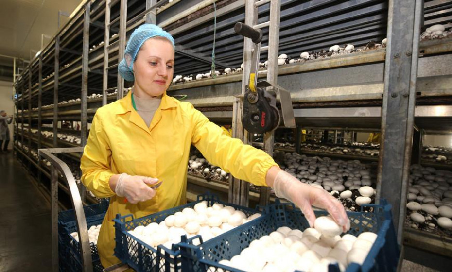 Цех сухого детского питания и производство субстрата для выращивания грибов: какие инвестпроекты планируют реализовывать на Гродненщине