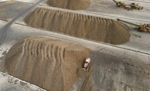 Урожайность сахарной свеклы в Гродненской области на 99 ц/га выше прошлогодней